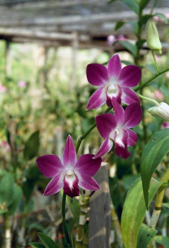 Thai2002_0141.JPG